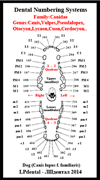 Dental Numbering Systems-Family-Canidae-LPdental (ЛПдентал)